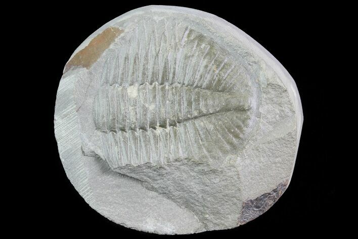 Partial Ogyginus Cordensis - Classic British Trilobite #75927